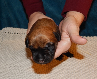 Individual Puppy Pictures are up on the site.
